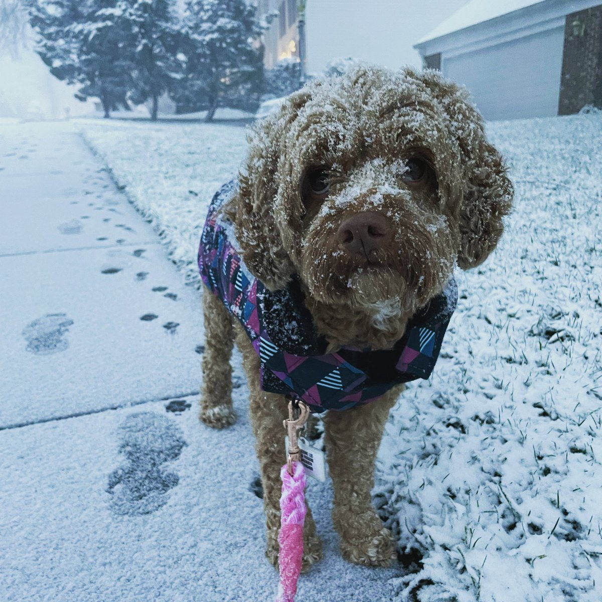 Someone (Coco)🐶 is really enjoying this snow day! ❄️🌨😍 <a href="/nbcwashington/">NBC4 Washington</a> <a href="/dougkammerer/">Doug Kammerer</a> <a href="/laurynricketts/">Lauryn Ricketts</a> <a href="/eunyangnbc/">Eun Yang</a> <a href="/JummyNBC/">Jummy Olabanji</a> <a href="/capitalweather/">Capital Weather Gang</a> <a href="/AdamTuss/">Adam Tuss</a> <a href="/NewsJValencia/">Juliana Valencia</a>