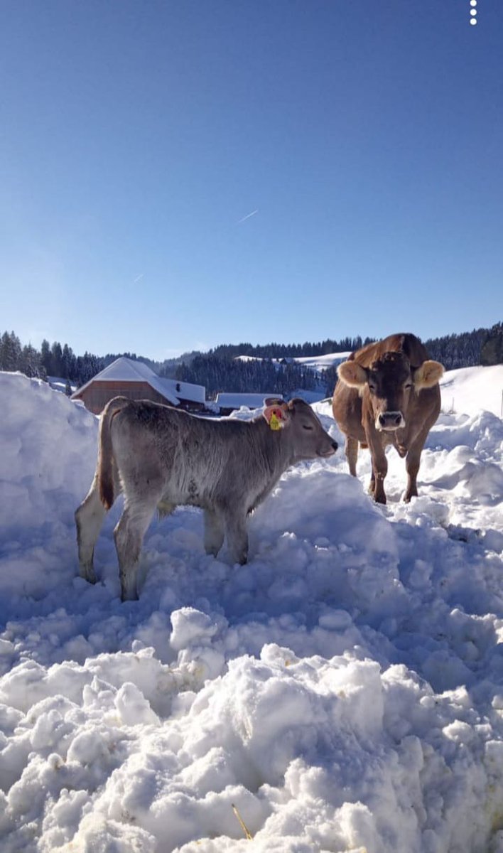 Ob im Schnee oder im Grünen, Mutter-Kalb-Haltung in der Milchproduktion ist einfach schön anzusehen…