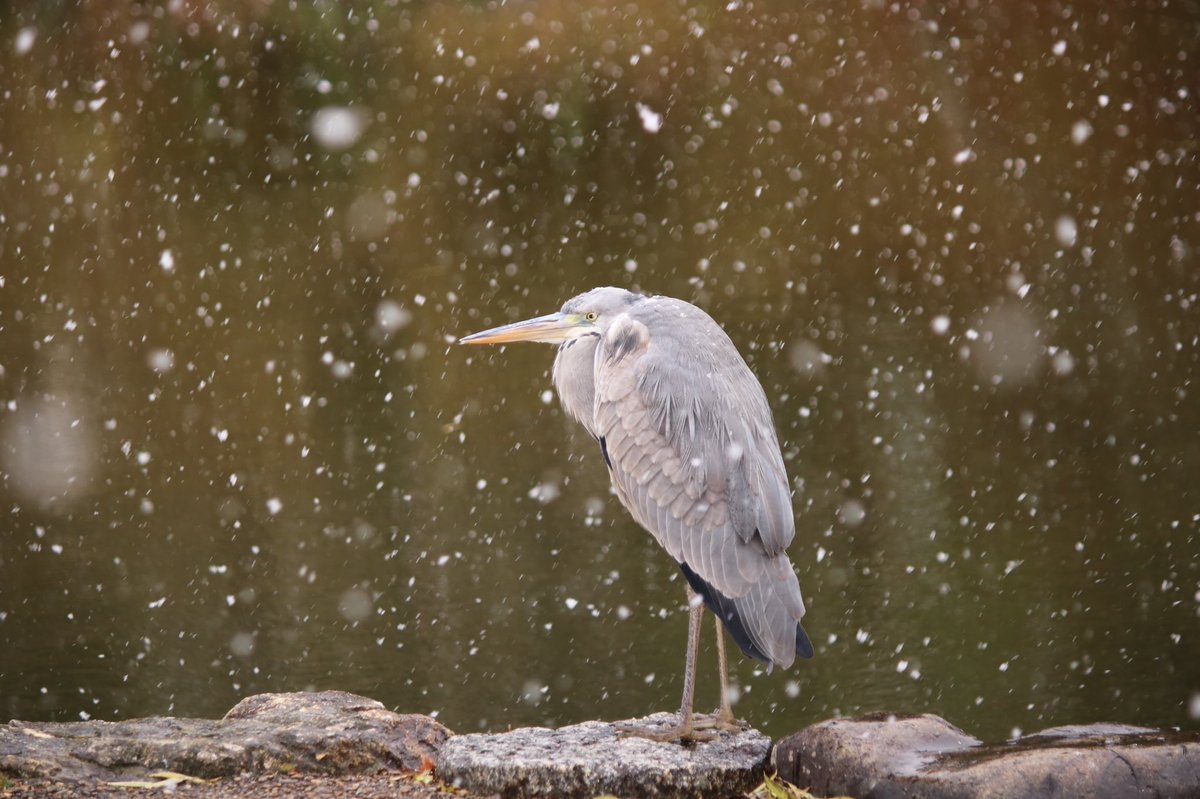 Licht_ph's tweet photo. 雪の中なんだか寒そうな鳥、可愛かったです。

#photography #photo 
#ファインダー越しの私の世界 
#写真好きな人と繋がりたい 
#写真撮ってる人と繋がりたい 
#写真で伝える私の世界 https://t.co/WokbcXjYqT