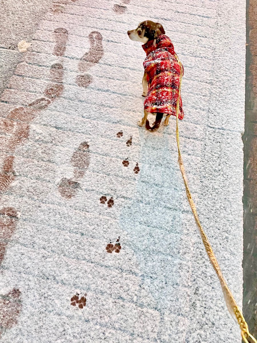 jaxlag's tweet photo. DC first snow 2022: views in Logan Circle. Valentino’s cute paw prints in the snow 🥺🙂 #Fox5SnowDay https://t.co/ZCPb4UWgck