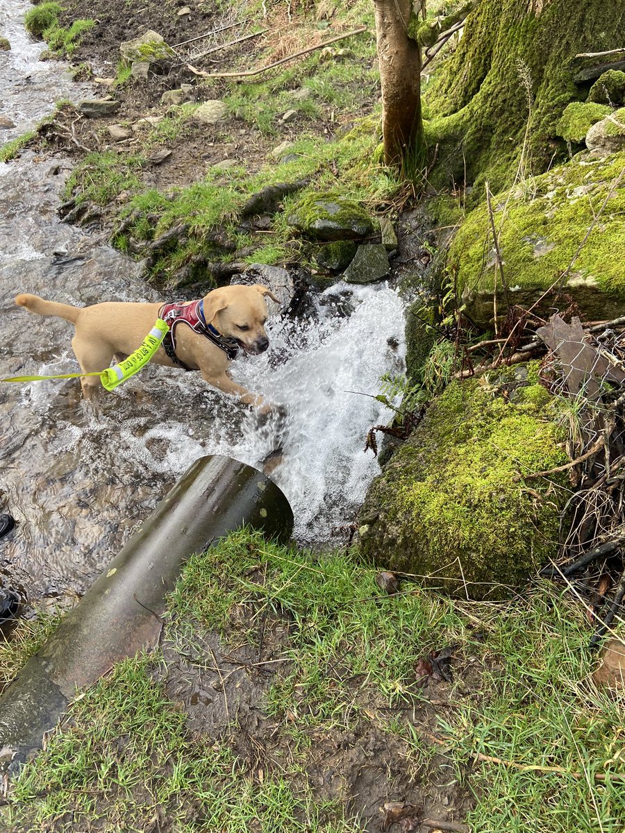 cathyswales's tweet photo. Oh my, we went to my river today on pawtrol and it was a very busy river!! Good job I was on my lead or I would have got swept away! #busyriver #lotsofwater #nozombies #swim #wetwetwet #dogsoftwitter @ZombieSquadHQ https://t.co/4PrstOJP6w