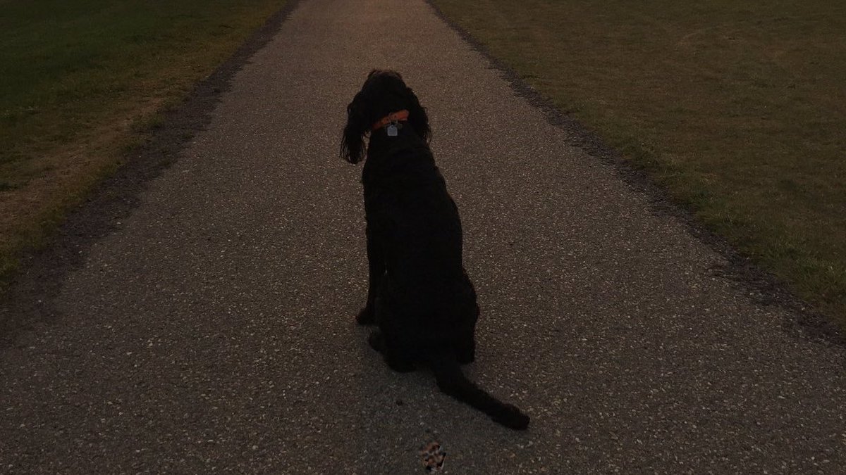 limerickey71's tweet photo. Today is Asha's 10th birthday! She will get cuddles, treats and lots of couch time. @PSTwitch @PokerStars @TwitchPoker https://t.co/rtTRJd7H4X #dogsoftwitch #Dare2Stream https://t.co/XENx8iH7sm