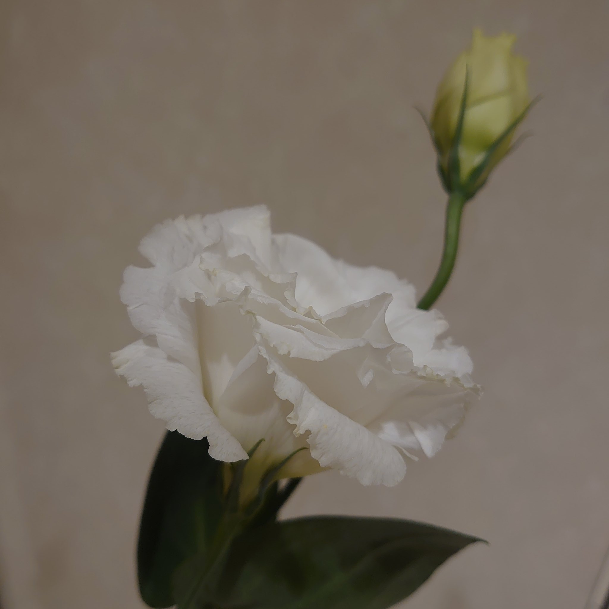 Reina トルコキキョウ 白の花言葉は 思いやり お正月 あっという間 トルコキキョウ 日比谷花壇 私とハナノヒ はなすたぐらむ 花のある暮らし T Co Njlvzxqhbk Twitter