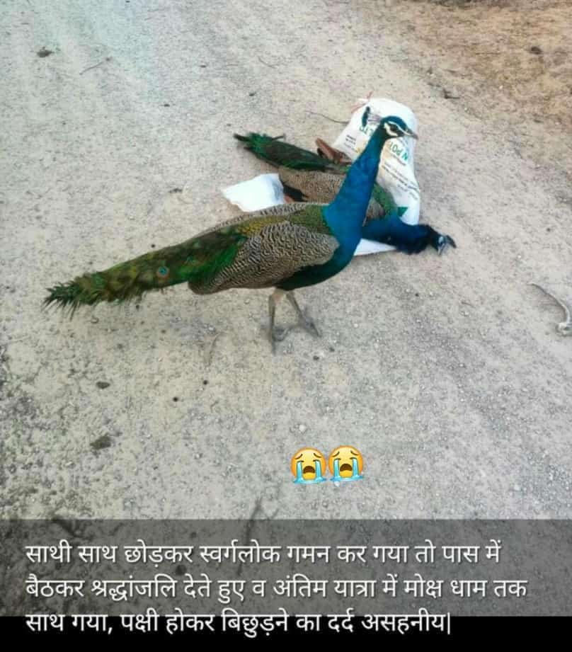 NareshCNain's tweet photo. इसी वीडियो व फोटो में - एक मोर अपने साथी मोर को इस जगत से छोड़कर चला जाता है।
 करुणा करता मोर साथी की अंतिम यात्रा में मोक्ष धाम तक ��ाथ जाकर, मरत मोर को देख पास बैठकर आंखों में आंसू बहा रहा देख हर प्राणी का  रौं-काप उठते हैं मोर- बिछड़ने का दर्द असहनीय 😭 https://t.co/CqMlcaoLpn