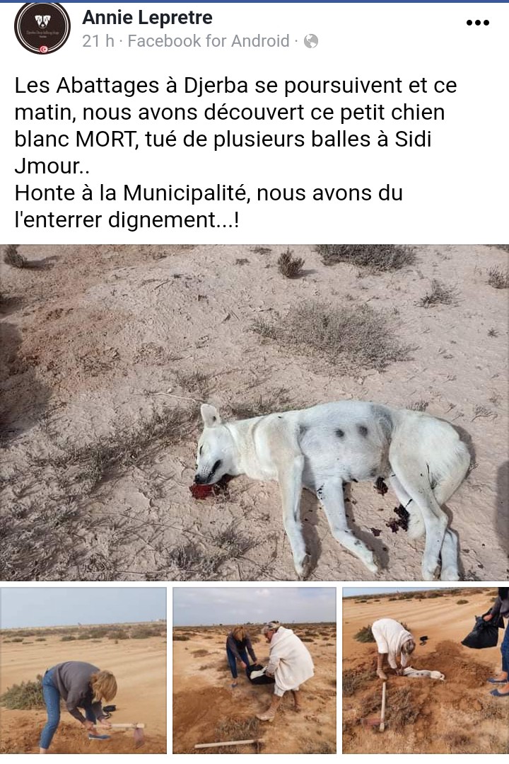 TuniAnimalVoice's tweet photo. #Djerba
Sidi Jmour ...
Les cadavres criblés de balles à la vue de tous... adultes et enfants !
Belle image de l'ile ... Ça donne envie d'y aller
@KasbahTn 
@TnPresidency 
@TunisianTourism 
@UNICEF 
@ONU_fr @brutnaturefr @FBB_Officiel @onevoiceanimal https://t.co/UXXTOpx8Nh