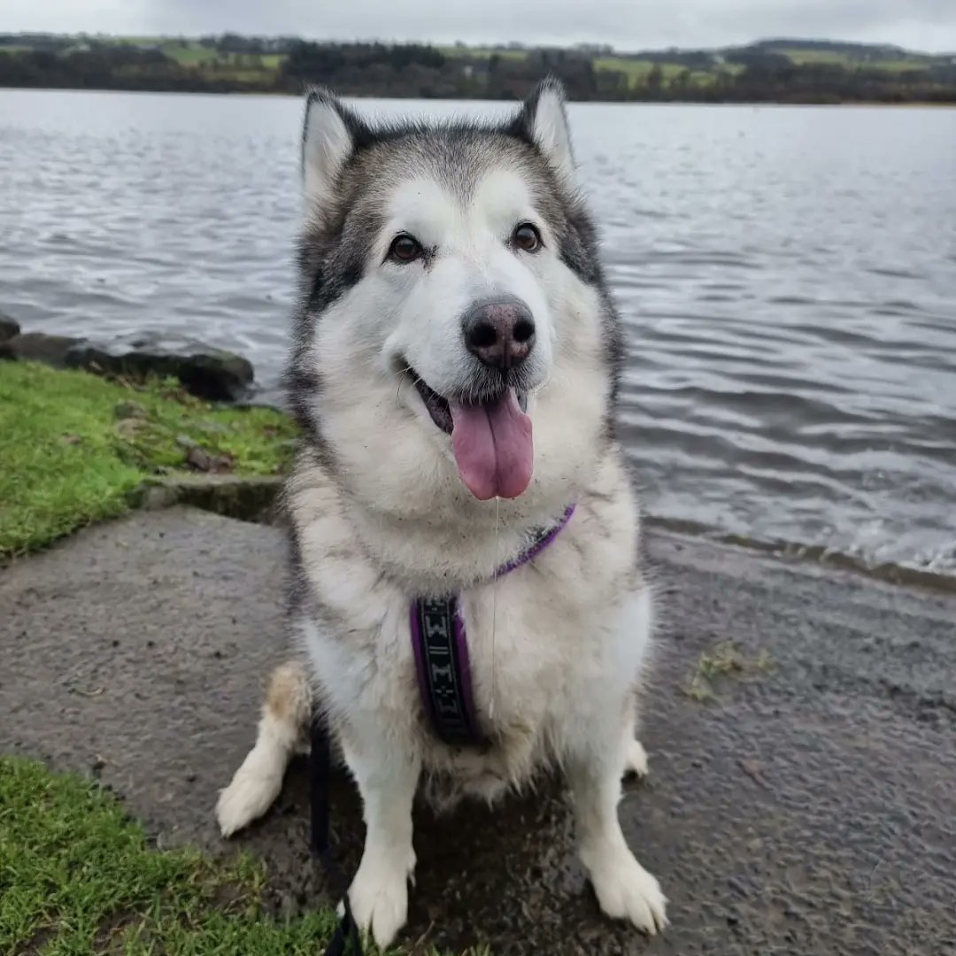 Sugar_Kane1's tweet photo. Start the year as you mean to go on... in good company 🥰💕 @gabbybarrows
@RachQuitz #castlesemple #girlsgirlsgirls #walking #kia #malamute #winterwalks https://t.co/NcSUMuePrz