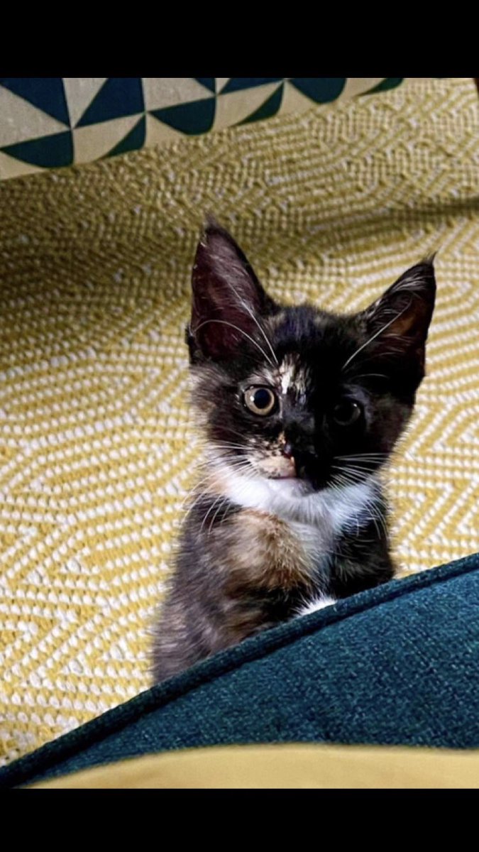 Hello Twitter.   I’m 8 months old now but this was me at 9 weeks old,  my first few minutes in my forever home.