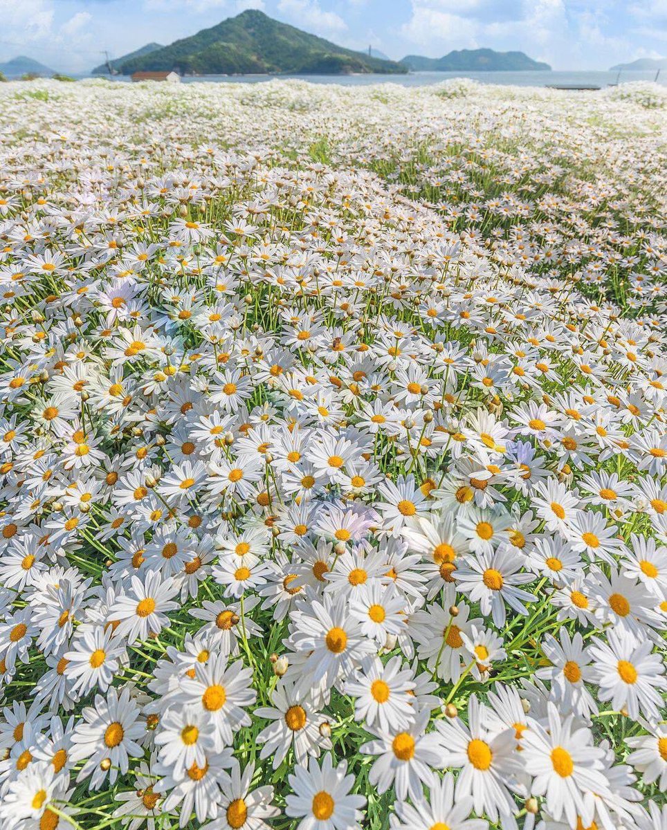 araci m. ludwig tweet media