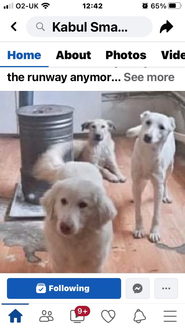 ZeeShore's tweet photo. @RealPOGDogs  love the show! These sweeties were left behind in KABUL in August. Kabul small animal rescue are continuing to rescue. They need support now. Would you read their story and highlight? 🙏 https://t.co/r5H9bN86Pa
