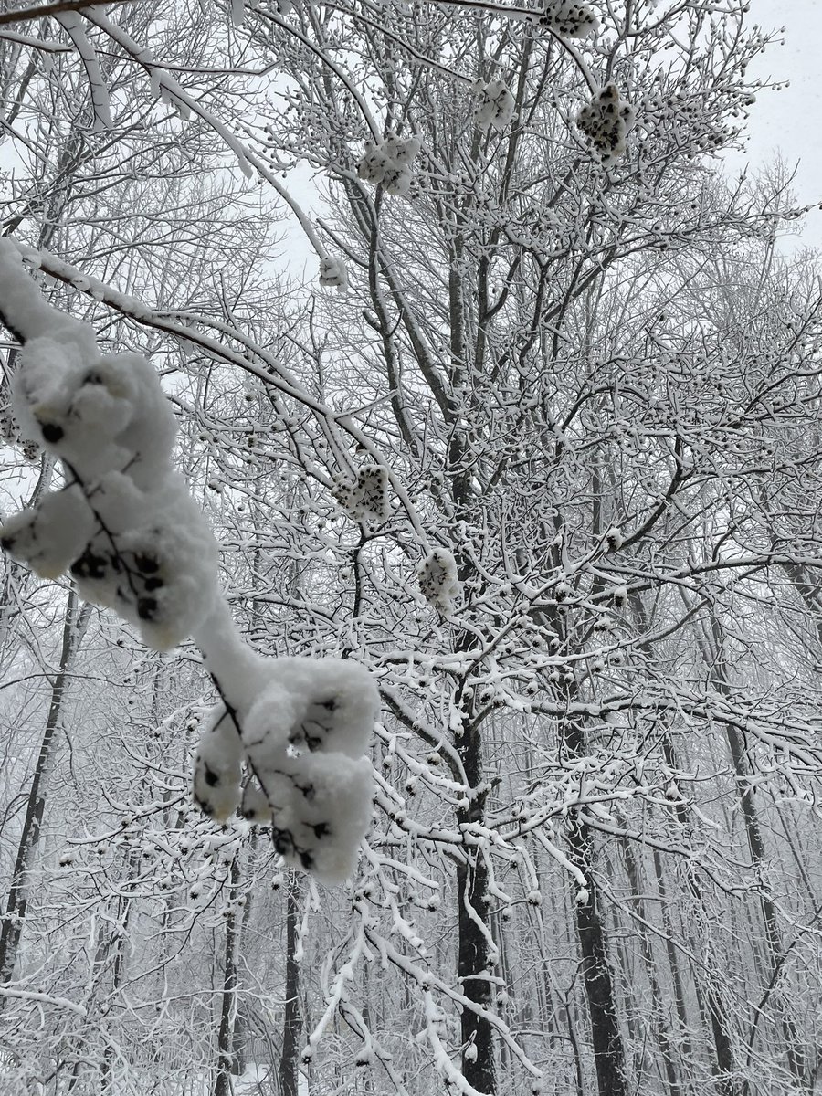 AngCan517's tweet image. Really getting pretty in Huntingtown, MD @fox5snowday