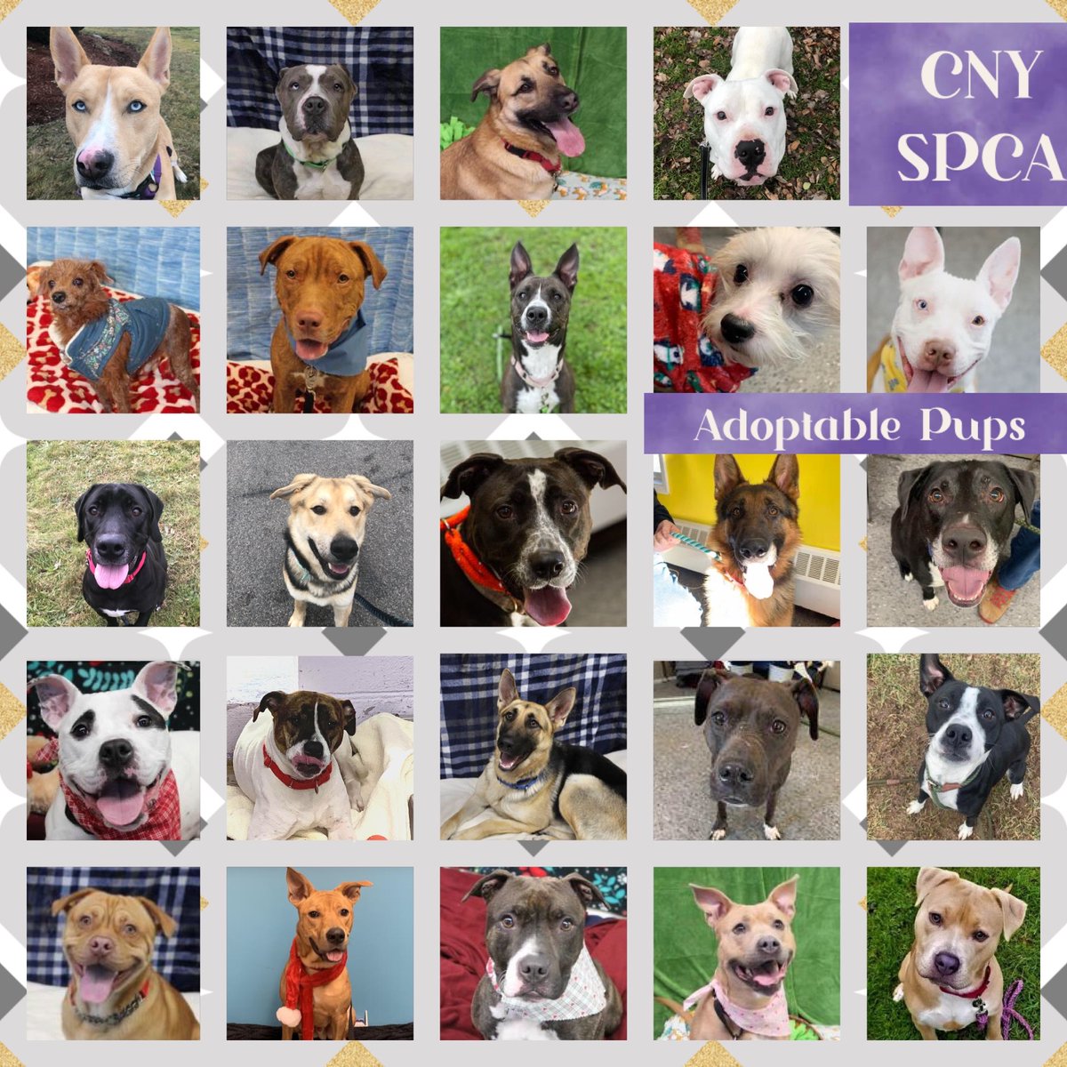 CNY_SPCA's tweet photo. #MondayMorning to you all! We hope you had great & safe New Years! Our #AdoptablePups are sending you awesome #MondayVibes! Have a fantastic week!
#NewWeek
#adoptshelterdogs https://t.co/EdwskS8g1x