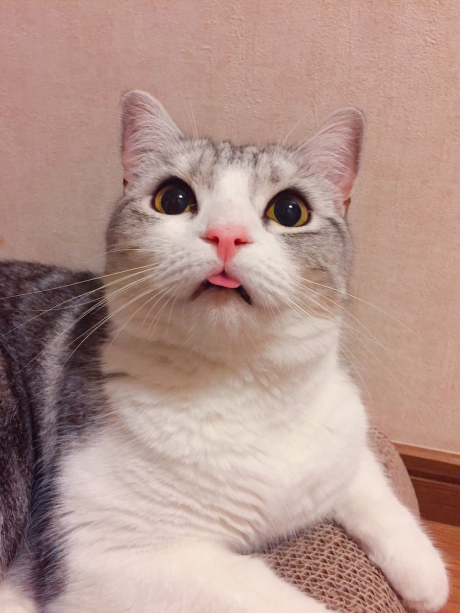 minchan0103's tweet photo. ミント、お誕生日おめでとう✨行方不明からもうすぐ３年…6歳になったミントに今年こそ会えますように…おいしいごはんに温かいベッド、どうかどこかで幸せに元気でいてくれますように。ずっとずっと大好きだよ、ミント😢💕

#迷子猫 #迷い猫 #探しています #愛知県 #一宮市 #スコティッシュフォールド https://t.co/ELnvGCDpux