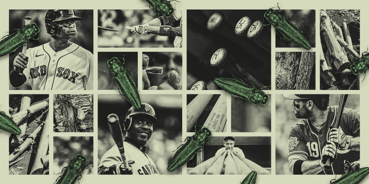 stephenjnesbitt's tweet photo. A year ago, Joey Votto panic-bought a stockpile of ash bats and stored them as safely as possible in his home.

This is ash's last stand. And this is how we got here: an "epic saga" of baseball bats, green beetles and Barry Bonds. Story with @ctrent: https://t.co/9Z3QMMynhA https://t.co/pIVttRgK8t