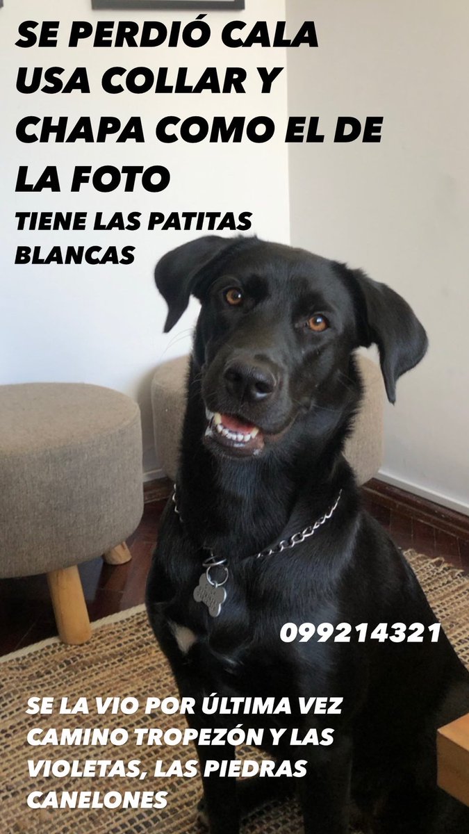 soffawe's tweet photo. Se perdió mi perrita.. estaba en una guardería y al parecer se fue. Si alguien tiene algún conocido en la zona y le puede pasar la foto les agradezco! https://t.co/gfyRI7pXif