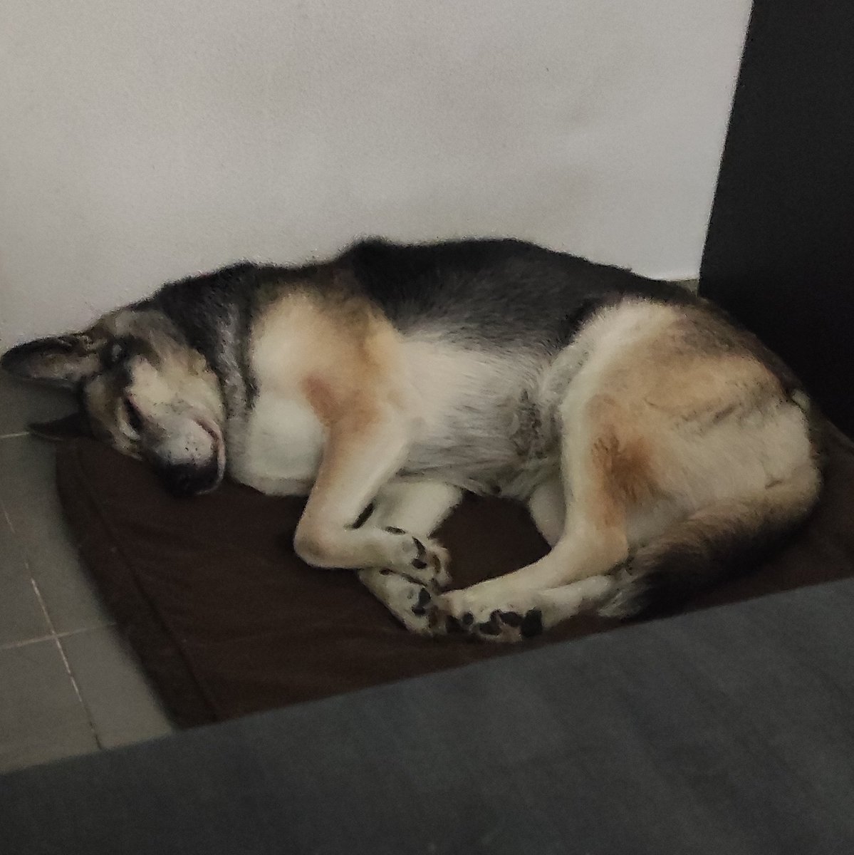 Home sweet home ❤️ I missed them so much