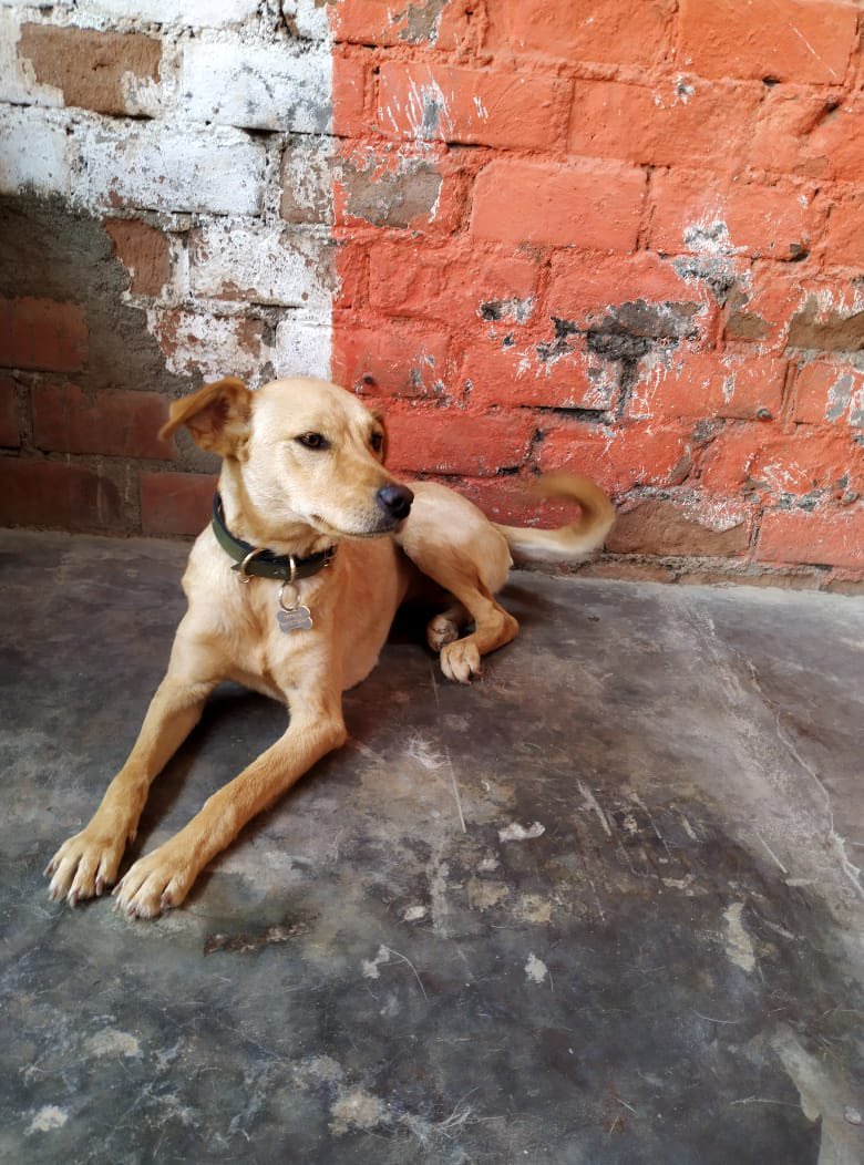 andrea17021903's tweet photo. 🚨Lomita sigue en adopción🚨
*OFERTÓN*
Viene con vacuna, antipulgas, desparasitada, esterilizada, plaquita, collar y cama. Sabe caminar con correa y no ladra. https://t.co/vz6ggFhPfN