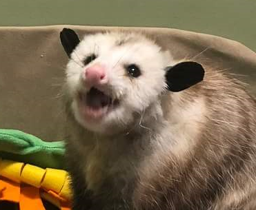 Possumeveryhour.io (@possumeveryhour) on Twitter photo 