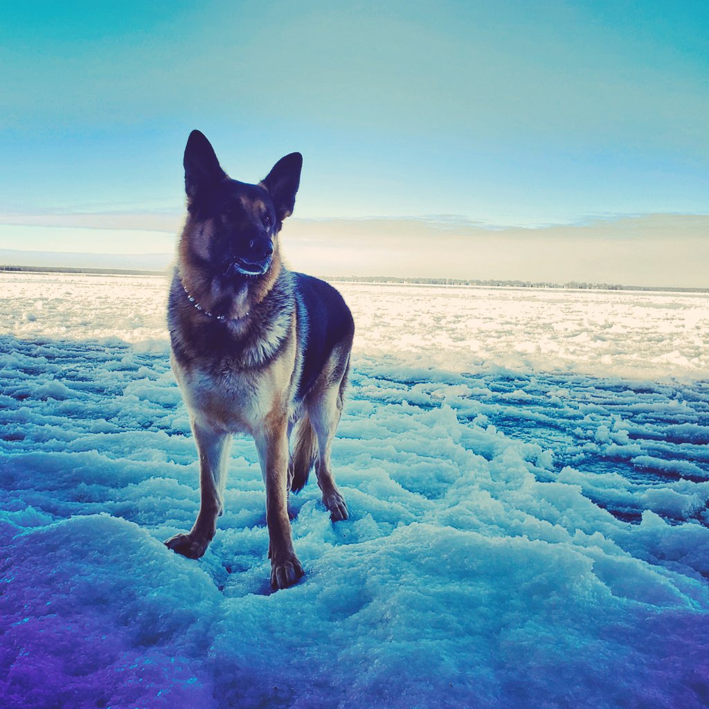 What a difference a day makes. From open water yesterday to ice today.