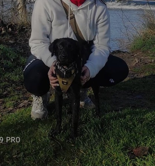 laracolas's tweet photo. ¡PERDIDA! RT por favor. Me ayudarías mucho (Entrepinos, Valladolid) https://t.co/b5yNFHjlmJ