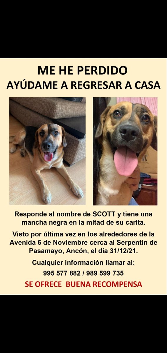 angoixaoplaer's tweet photo. amigues, el perrito de una amiga muy querida se ha perdido en Ancón durante año nuevo :( por favor ayúdenme compartiendo y si tienen contactos en Ancón, pls me escriben o escriben al número en el post para ayudar a encontrar a Scott 🥺💕 muchas gracias! https://t.co/vxEFzo16kk