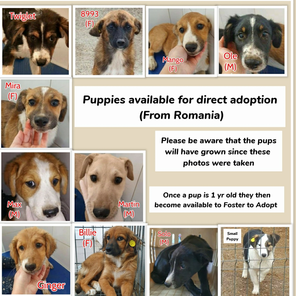 International Dog Rescue tweet media