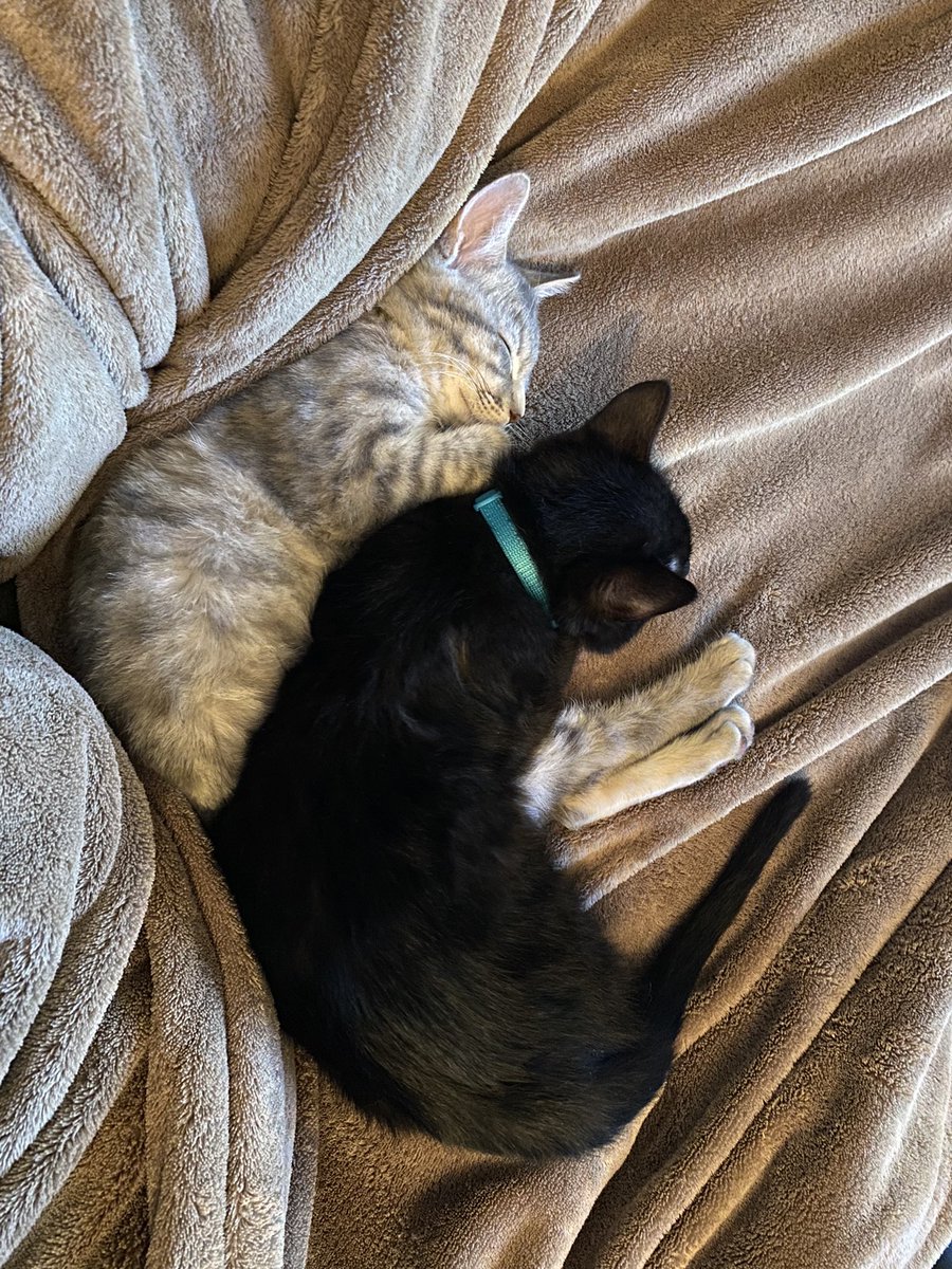 s_dd_h's tweet photo. if a man in a parking lot offers you 2 kittens in a cardboard box, say thank you https://t.co/BVeVKiaSWX