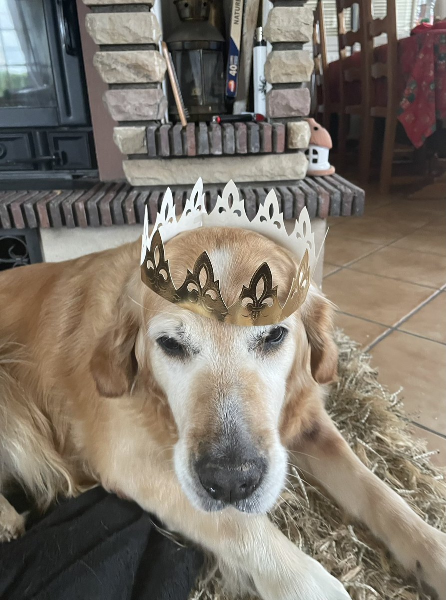 DietDoGUK's tweet photo. King of #dietdoguk 🐶👑…but not happy with his crown 🤣#dogs #cats #GoldenRetrievers https://t.co/oV91PQThvm
