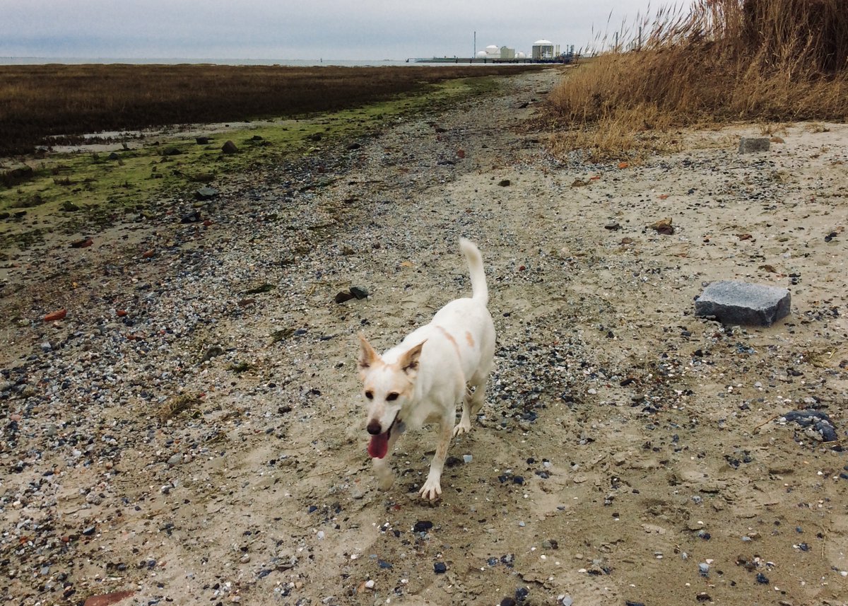 vallypee's tweet photo. My first blog of 2022: Life, leaks and long walks in the flatlands:
https://t.co/Swlq5edWdY
#blogger #blog2022 https://t.co/JmPkR0WMTs