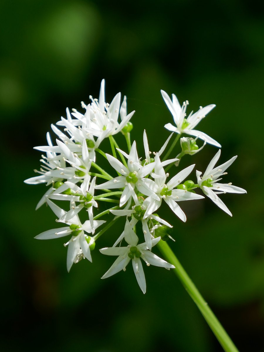 Jaartraining wildplukken

Begin het nieuwe jaar goed met een gezonde leefstijl! Gezond eten en bewegen in de buitenlucht horen daarbij. Kies de wildplukwandelingen die jou het meeste aanspreken en geef je op via mijn email info@elsjebruijnesteijn.com. elsjebruijnesteijn.com/wildplukken/