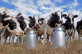 #Colombia | Hoy se realizará una movilización de ganaderos colombianos en contra de las importaciones de leche en polvo que hace la industria ganadera y láctea del país, por cuenta del tratado de libre comercio con Estados Unidos

bilaterals.org/?petro-a-lafau…

#TLC #lecheros