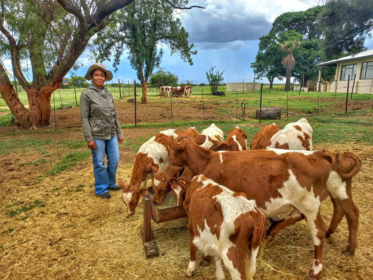 Today we had the first milk pick up of 2022. 70% of our herd is in milk at a time. One of the goals for the year is to get that number to atleast 80%.
I'm honestly blessed and privileged to be working with my family towards building a sustainable agribusiness.