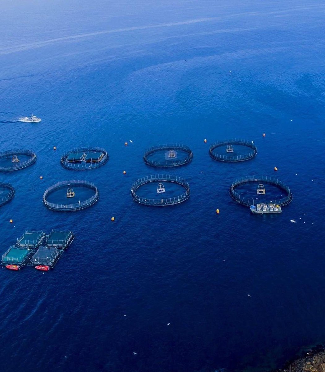 La acuacultura es el estudio y técnica de cultivar organismos acuáticos (peces, moluscos, crustáceos, plantas o algas), ya sea en agua salada o en agua dulce.🌊🦪

Es una de las actividades con mayor potencial y desarrollo en los últimos años en México 🇲🇽. Arroja beneficios