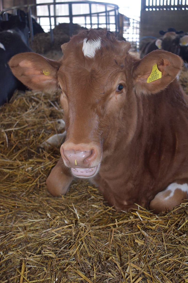 ahimsamilk's tweet photo. Life is better when you smile ❣️
#happyhealthycows #cow #cows #cowsoftwitter #cowsmakemehappy #cowlover #cowlovers #cowsarecool #lovecows #cowsarecute #cowsgomoo https://t.co/8gsjdGwJ5F