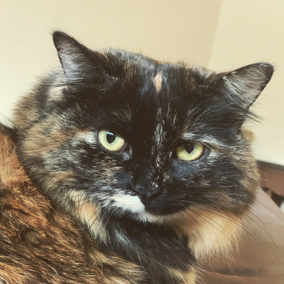 shesparticular's tweet photo. Sweetest π #FloraAndFauna #EASAlumni #KittenSnuggles https://t.co/vO6Q3LHcTQ
