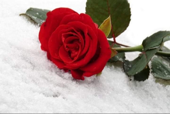 AzruKemal's tweet photo. https://t.co/kBrs7h2DJY