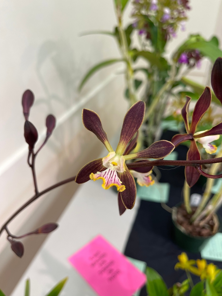 peninsulaorchid's tweet photo. Encyclia Orchid Jungle 'Red Chocolate'

https://t.co/Ykcd72d0k7 https://t.co/YCanBqDh6b