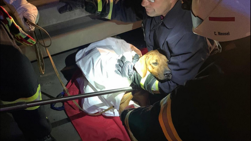RTLlu's tweet photo. No engem Accident mat e puer Gefierer war den Hond fortgelaf. Dräi Deeg laang gouf verzweiwelt nom Mupp gesicht, mee d'Geschicht hat een Happy End. #Autobunn #Mupp https://t.co/Ug5rPI98QN https://t.co/MzK58FNAxm