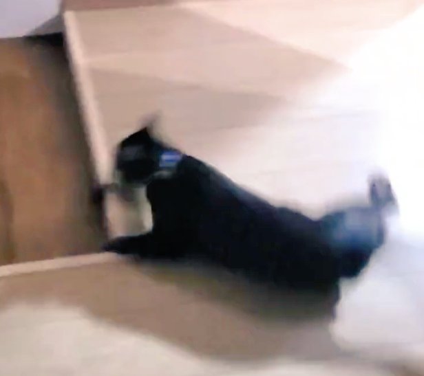 溝落とし 四駆の強みを活かしてヘアピンカーブを華麗に攻略 すばらしい走りをみせる猫さん 左前足をターンピックに Togetter