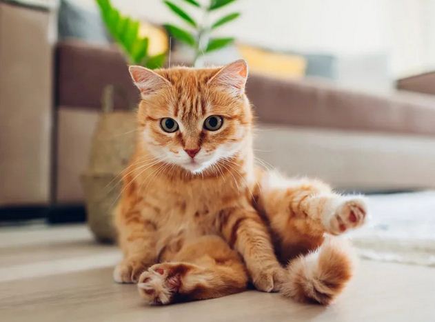 UnGatoLetrado's tweet photo. 8 datos curiosos que desconocemos de los gatos.

Qué alimentos no deben comer, cuántas horas duermen por día, por qué son tan flexibles y más información sobre su relación con los humanos.

https://t.co/iSp9ULSsZY

#Noticat https://t.co/qogTAset2u