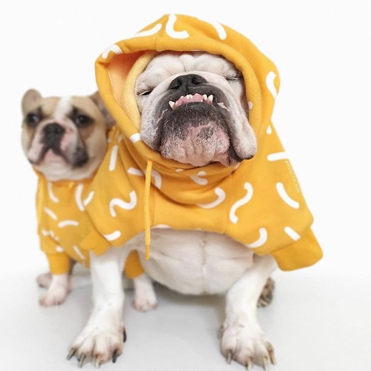 Lover9Dog's tweet photo. I like how you feel when the weather is coldcold🐶🐶🐶
#dogsforlife #dogstyle #dogslove #dogsmile #doge https://t.co/1aa29c6V0U