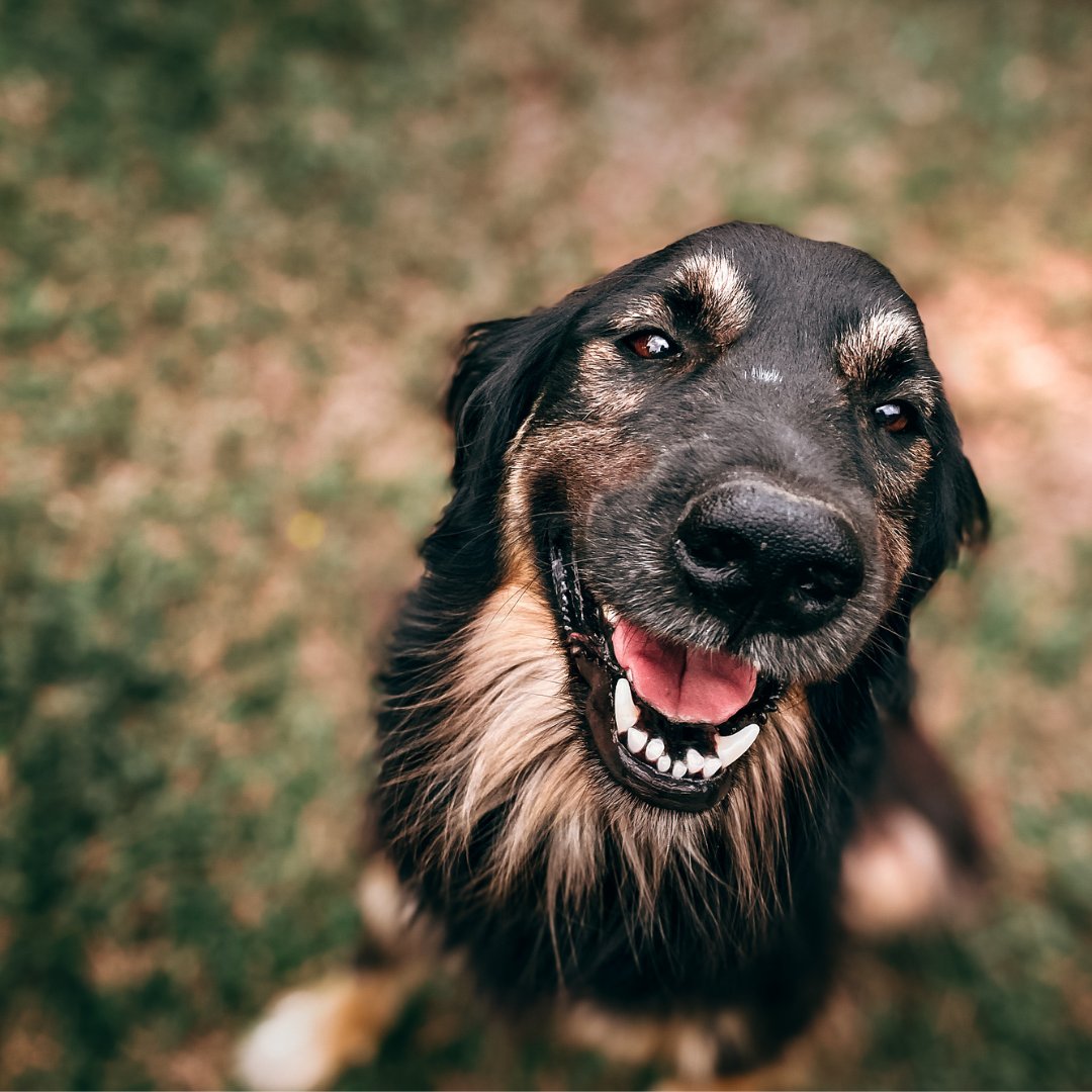 Open Range beef treats are a dog’s favourite. 
Derived from grass-fed animals that are raised without the use of steroids, hormones, and antibiotics, and contain no added artificial preservatives, colours, or flavors. 100% digestible