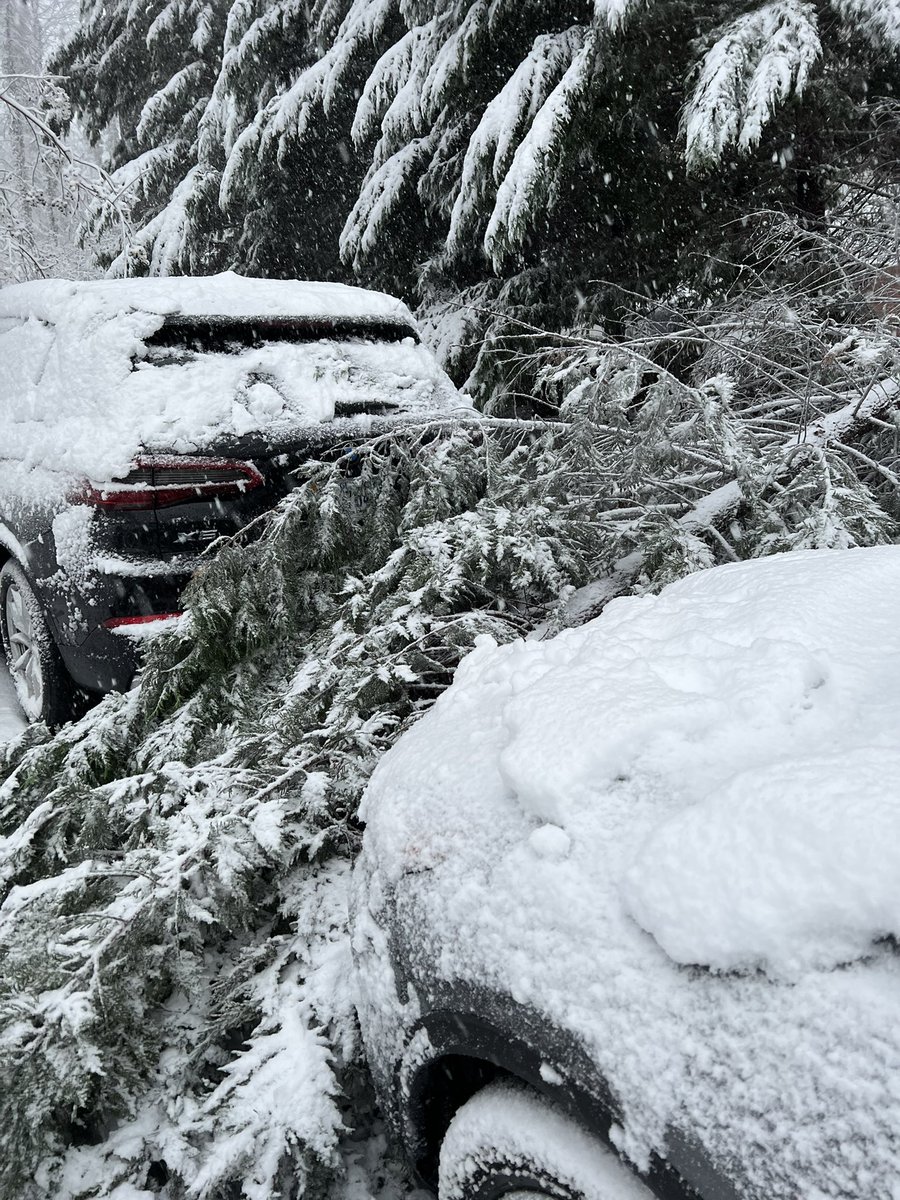 amcdowell1's tweet photo. Tree #3 just fell on our driveway in Alexandria. 1st one fell between 2 cars. 2nd bulls-eyed into another car. 3rd one fortunately just hit the ground. 2 more looking sketchy. Super fun day all around. @capitalweather https://t.co/WEwJwt0foI