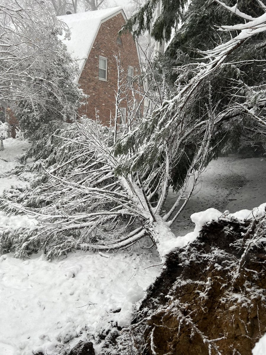 amcdowell1's tweet photo. Tree #3 just fell on our driveway in Alexandria. 1st one fell between 2 cars. 2nd bulls-eyed into another car. 3rd one fortunately just hit the ground. 2 more looking sketchy. Super fun day all around. @capitalweather https://t.co/WEwJwt0foI