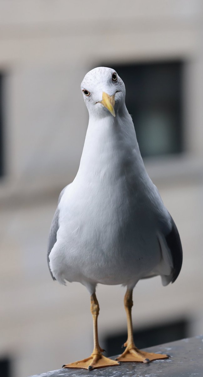 Por qué me llaman plaga?
#appicoftheweek #birds #birding #birdphotography #BirdsSeenIn2021 #birdwatching #teamgull