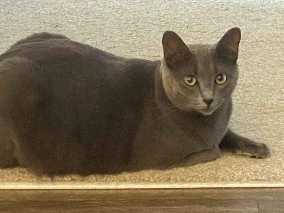 vroberts9's tweet photo. Happy #kittyloafmonday from Misty and our family to our Twitter friends. Wishing you all a wonderful first week of 2022 and hoping you stay safe and healthy 💞🐾🐾💞 #catsoftwitter #dogsoftwitter #tuffcats https://t.co/mUlRglHDjw