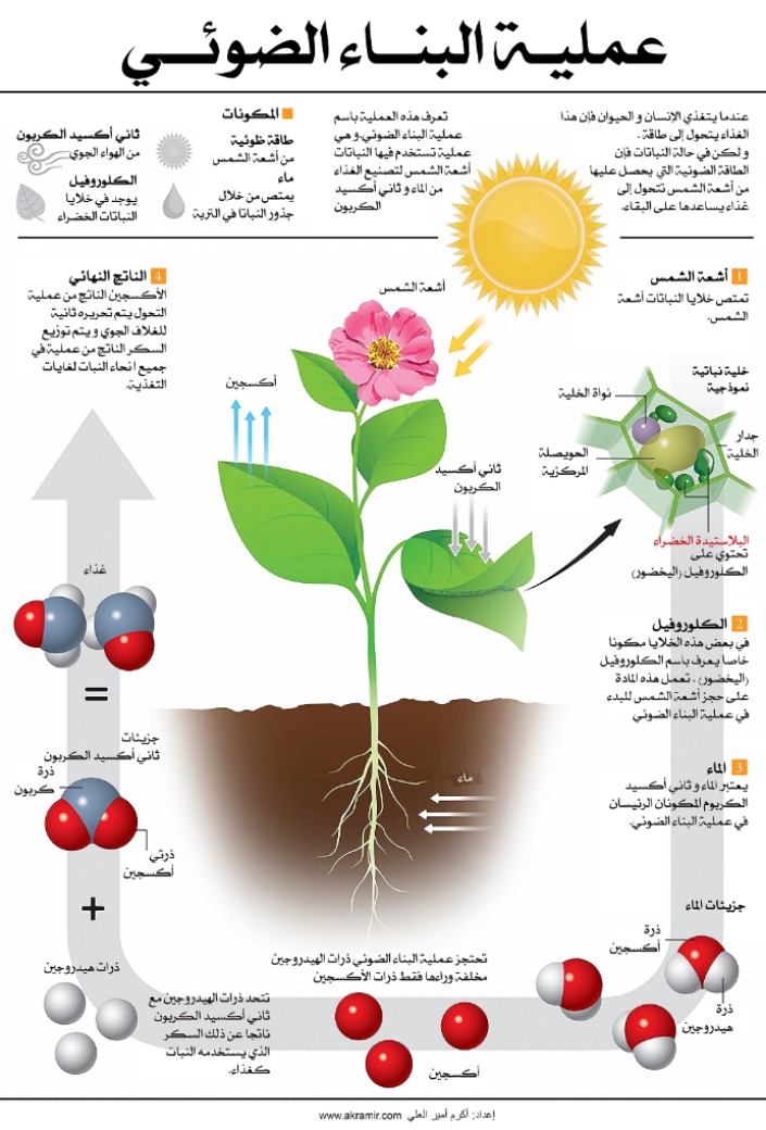 تعرف على عملية البناء الضوئي للنبات. 