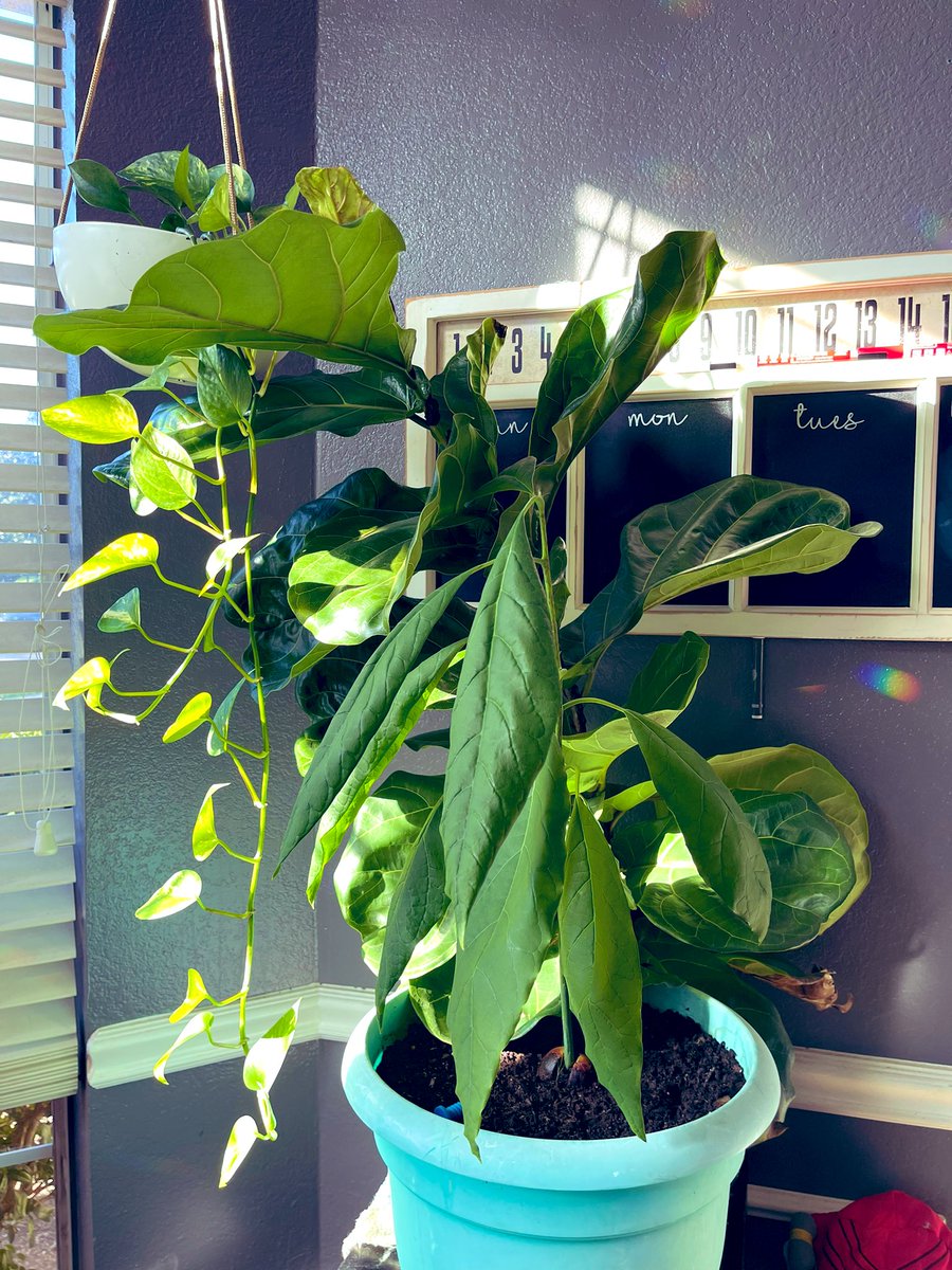 loveyoself111's tweet photo. Avocado tree, fig tree, pothos vine #insideplants #houseplants #nature #love #peace #positivevibes https://t.co/megBVKGy6O