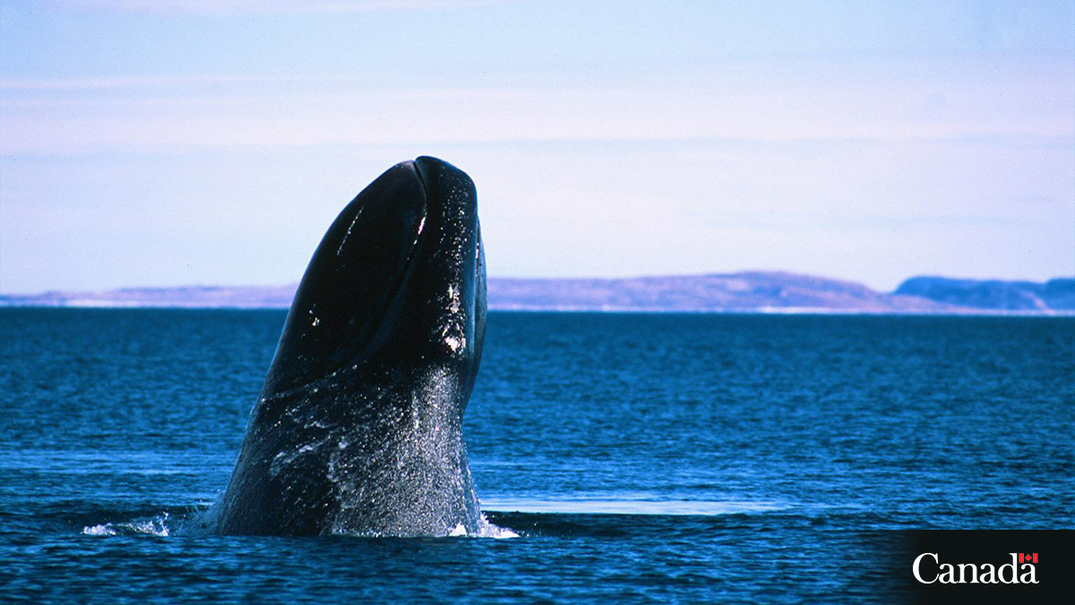 FishOceansCAN's tweet photo. #BowheadWhales pack quite a punch! Their heads can break ice more than 20 cm thick, thatโs almost as long as an envelope! For more info: https://t.co/kfsKveTog3 https://t.co/Mg6GrpNEMN