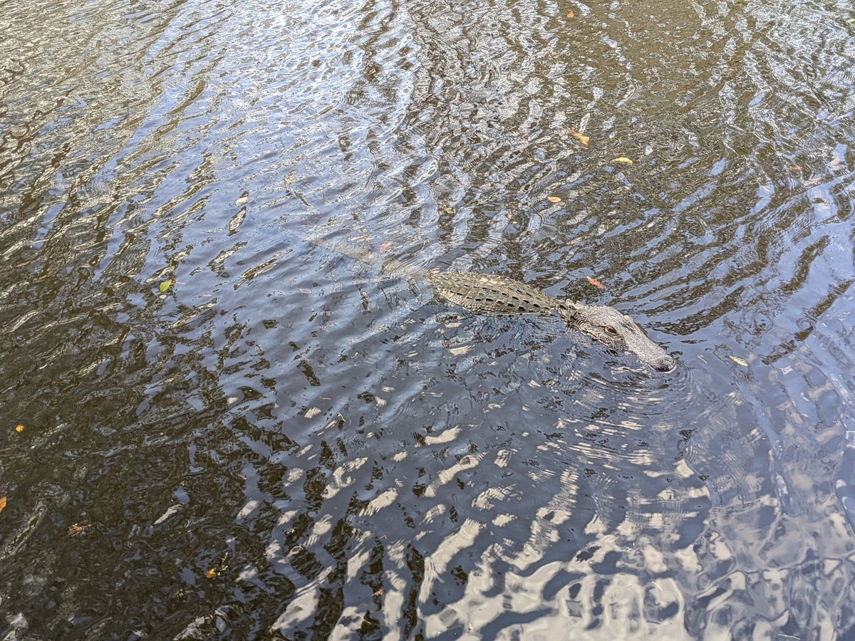 GatorOnTheGo's tweet photo. What a blast with @CajunPrideSwamp tours on New Year's Day. We were so lucky catching the last warm weather of an unseasonably warm winter, so my distant family members were out and about. https://t.co/VQd4etmX2N