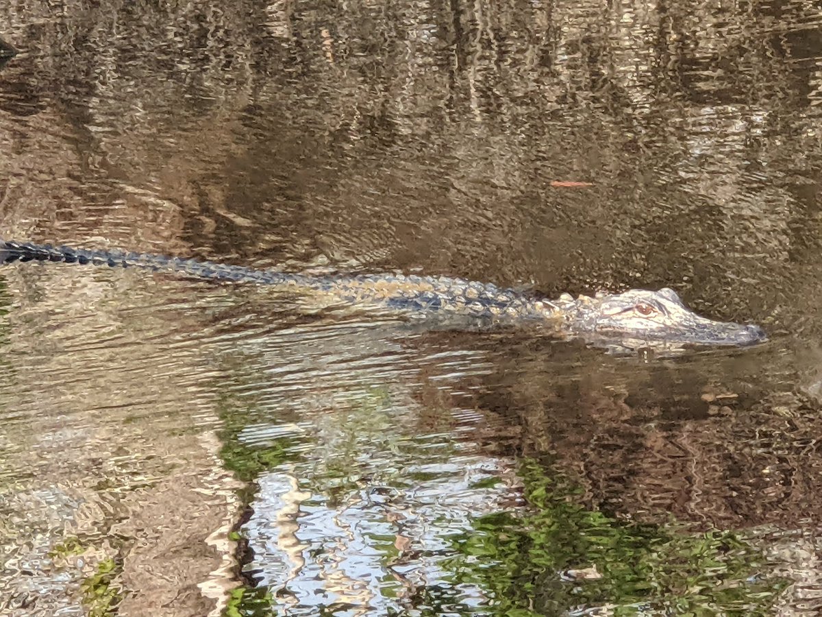 GatorOnTheGo's tweet photo. What a blast with @CajunPrideSwamp tours on New Year's Day. We were so lucky catching the last warm weather of an unseasonably warm winter, so my distant family members were out and about. https://t.co/VQd4etmX2N